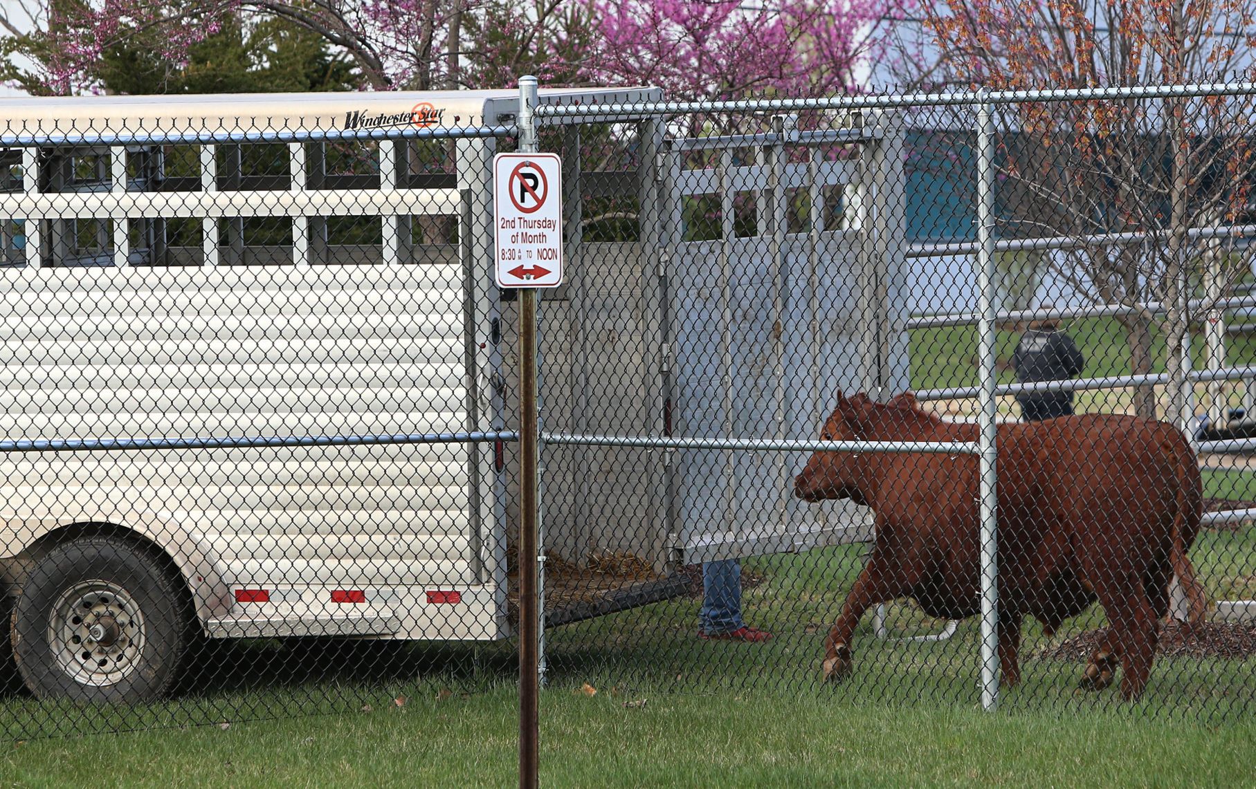 Heifer breaks for freedom